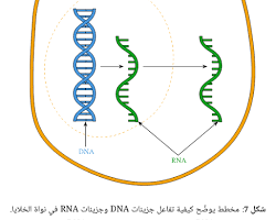 صورة الحمض النووي (DNA و RNA) بوليمرات