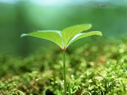 Image result for images of plant sprouts