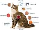 Cat Care: Fleas Parasites : What Do Worms in Cats Look Like