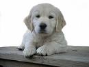 Golden retriever valpar