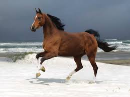 Image result for HORSE