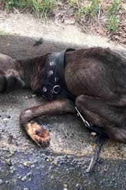 Shepherd's unbreakable spirit: How this dog survived an ...