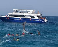 صورة Dolphin watching in Hurghada