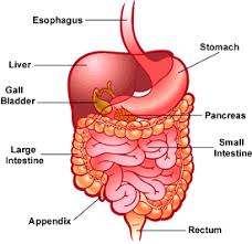 Resultado de imagen de digestive system