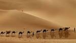 رفيق الدرب وملهم الشعراء.. الجمل