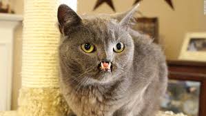 Image result for cats