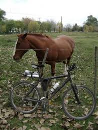 Resultado de imagem para dia do animal em bike