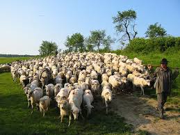 Image result for parable sheep goats