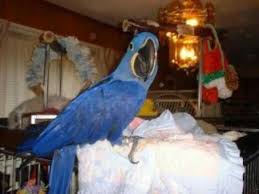 Image result for baby macaw parrot for sale