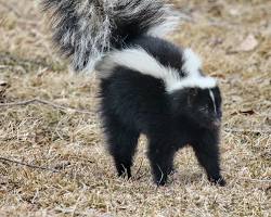 Image of Striped Skunk