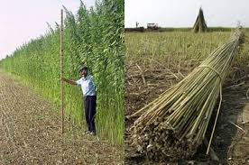 Image result for hemp fields in kentucky