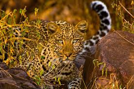 Image result for serengeti national park tanzania