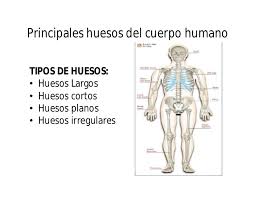 Resultado de imagen para cuerpo humano