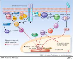 Aromatase