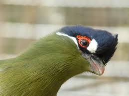 Image result for hartlaub's turaco