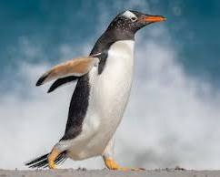 Image of Gentoo Penguin