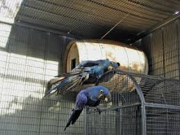 Image result for baby macaw parrot for sale