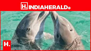 indiaherald.com - News update