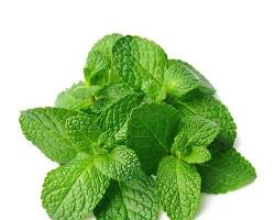 Image of Mint leaves