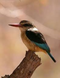 Image result for brown hooded kingfisher
