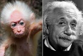 Image result for albert einstein