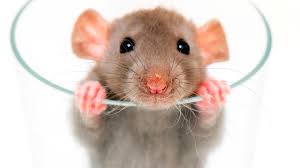 Image result for rat images