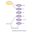 Bilder zu jnk pathway