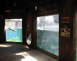 Image of Fort Worth Zoo otter exhibit