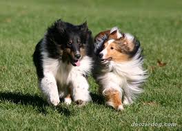 Τι είναι το Border Collie Syndrome;