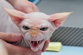 Résultat de recherche d'images pour "photo de chat qui parle"