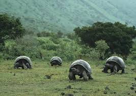 Resultado de imagen de parque nacional de las Galapagos