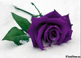 Image result for karangan bunga mawar biru