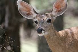 Image result for Mammals' ears