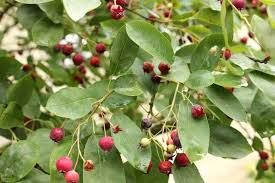 Image result for Amelanchier ovalis