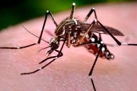Image result for pictures of zika babies