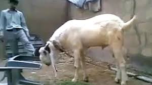 Image result for bakra eid 2015 pakistan