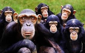 images?q=tbn:ANd9GcQcAoNVptzKWCZUSCIgGWNYWLxWh17oBHhkmgpvIlhQmf8i8s4Ezg