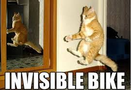 Image result for cat memes
