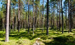 Bildergebnis für schöner wald