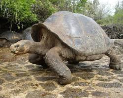 Galápago