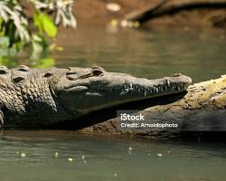 Crocodilo-americano