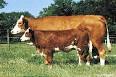 Simmental cattle - , 