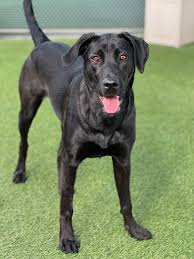 The bill, AB 485 passed last Friday. Starting in 2019 pet ...