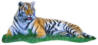 Image result for tiger png