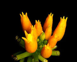 Resultado de imagen para flora de venezuela