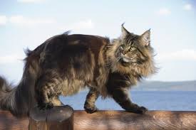 images?q=tbn:ANd9GcQcdwjL3OB2WHE-pIFcnKL