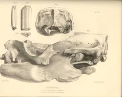 Image of Charles Darwin Macrauchenia Toxodon Glyptodon fossils 1837 Richard Owen