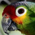 Pictures of 2 parrots kissing video download <?=substr(md5('https://encrypted-tbn3.gstatic.com/images?q=tbn:ANd9GcQchweStsPUCCS55tJGOK1VN3SoQlulAKFbBk67WHRzwsE4JahH8bFMDg'), 0, 7); ?>