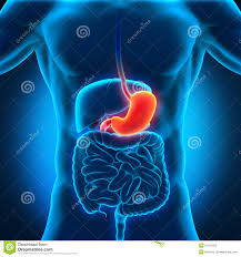 Image result for human stomach