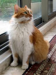 תוצאת תמונה עבור חתול גינגי לבן